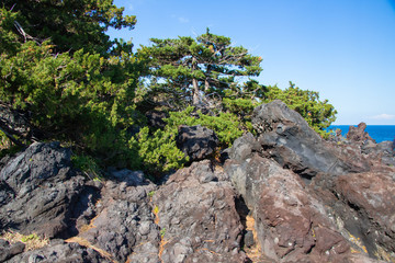 Pine trees in Jogasaki coast, Izu, Shizuoka, Japan