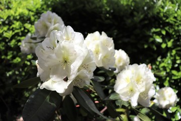 Fleurs blanches de rhododendron au printemps - Ville de Corbas - Département du Rhône - France