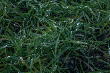 Dew on grass