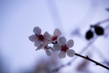 El aviso de que la primavera está al llegar. 
Primavera anticipada. 