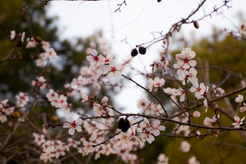 El aviso de que la primavera está al llegar. 
Primavera anticipada. 