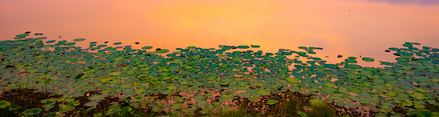 Fototapeta premium A large group of lotus leaves On the water surface, in the evening.The beauty of lotus leaves in the reflection in the pool.On dark light, selection focus.