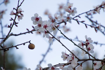 El aviso de que la primavera está al llegar. 
Primavera anticipada. 