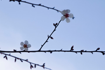 El aviso de que la primavera está al llegar. 
Primavera anticipada. 
