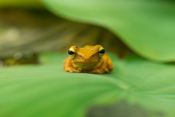 The Polypedates leucomystax on green lotus leaf.