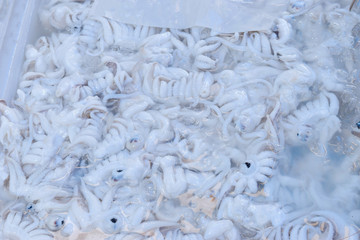 White raw squid seafood background in fresh market. for cooking in seafood or other menu.