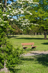 Fototapeta na wymiar View through a hawthorn on the edge of a park with a bench.