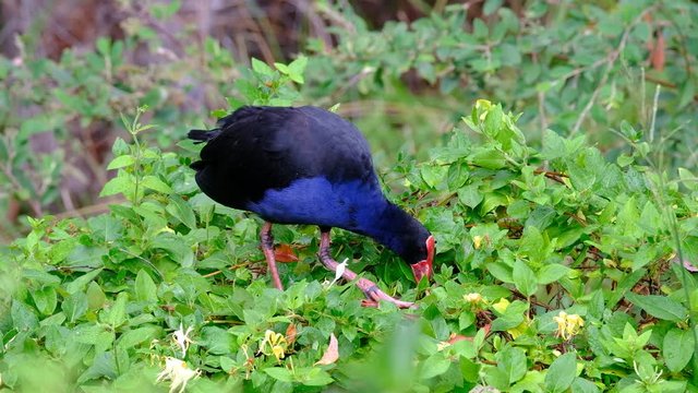 New Zealand Pukeko bird (Australian Swamphen), North Island, New Zealand