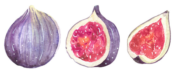 Hand drawn watercolor painting on white background.  illustration of fruit fig