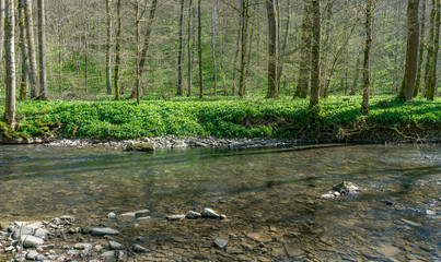 small river at spring time