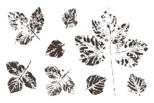 Leaf imprints. Leaves Set