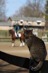 Supervising a horse lesson
