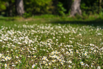 Fototapeta premium Daisies in a meadow against a blurry background.