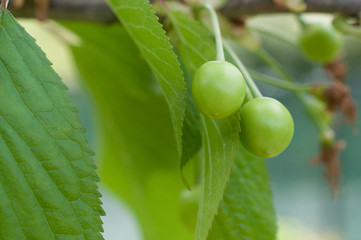 Unripe cherries ripening hanging from a tree in spring