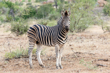 One zebra standing and looking at the camera in Mapungubwe National Park, South Africa