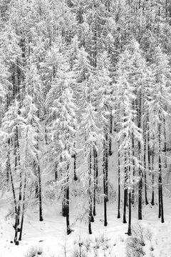 alberi innevati inverno foresta © franzdell