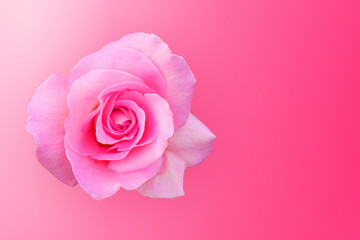 Fototapeta na wymiar beautiful pink rose flower on pink background,wallpaper,copy space