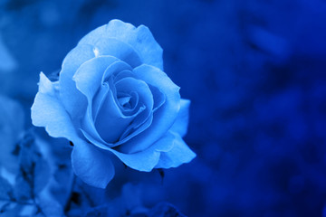 beautiful blue rose background,wallpaper,copy space