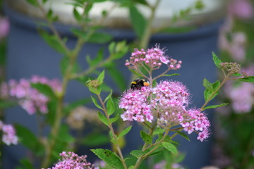 Hummel auf Brunus dulcius