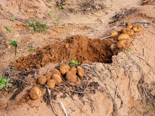 Fresh dug up ripe Potatoes on the ground in a small organic farm.
