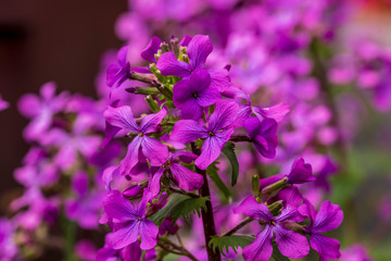 Obraz premium pink flowers in the garden