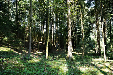 Der sommer im Schwarzwald