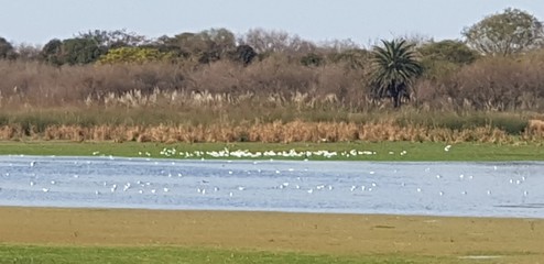 landscape with reeds and lake