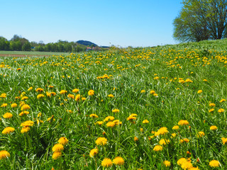 Frühling in Bayern - Spaziergang in Dachau