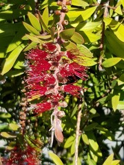 Red flower in a green tree with yellow leaf