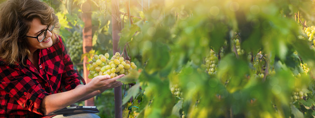 Woman farmer at the grape farm. A woman holds grapes in her hands.