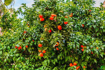 Organic farming of orange tree