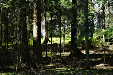 The perfect relaxation in the black forest!