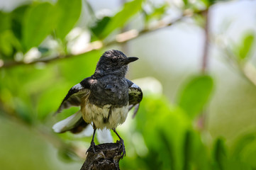 Oriental magpie robin bird