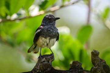 Oriental magpie robin bird