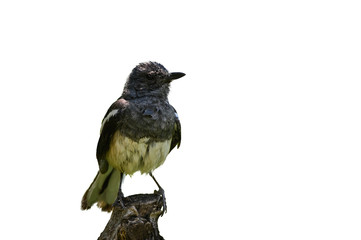 Oriental magpie robin bird