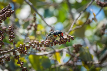 Coppersmith Barbet bird
