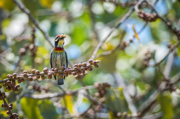 Coppersmith Barbet bird