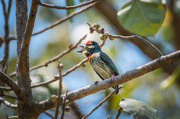 Coppersmith Barbet bird