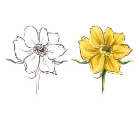 Flowers isolated on a white background. for packaging, field herbs and flowers. yellow and graphics