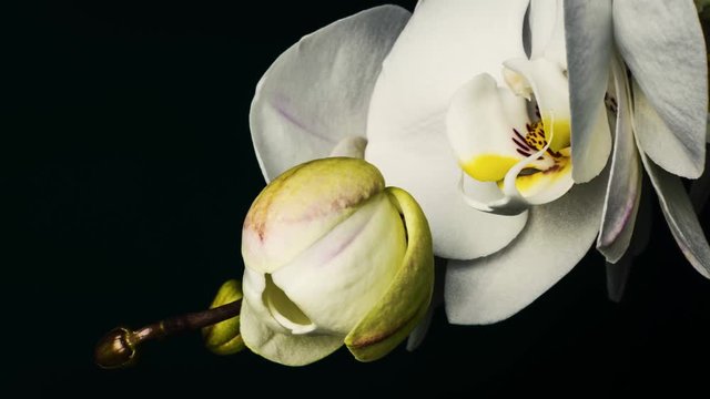 Blooming process, white orchid. Beautiful time-lapse video.