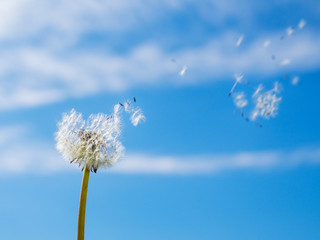 dandelion seed blowin by the wind