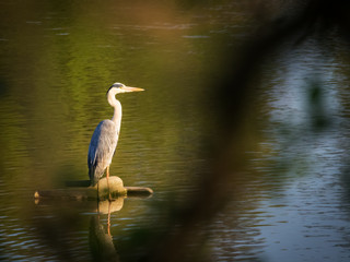 Grey heron on a lake in Burgenland