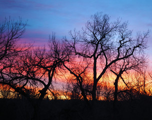 Fototapeta na wymiar Cottonwoods, Winter Sunset