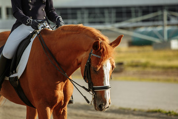 Unknown rider in action on a dressage horse. An abstract shot of a horse during a competition.Lovely girl jockey sitting in the saddle on a horse shooting close-up. 