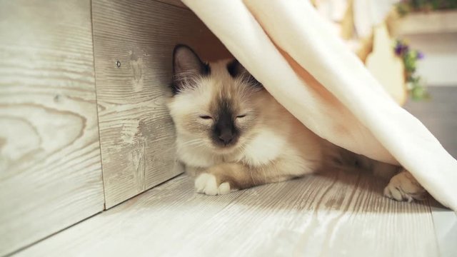 a beige fluffy cat with black ears sits under the coverlet