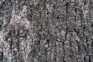 Texture of the bark of an old oak closeup