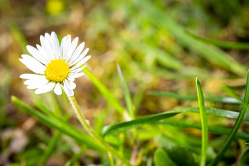 Closeup of a little white daisy flower in the wild.