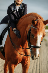 Unknown rider in action on a dressage horse. An abstract shot of a horse during a competition.Lovely girl jockey sitting in the saddle on a horse shooting close-up. 