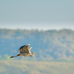 Grey heron in flight at lake neusiedlersee