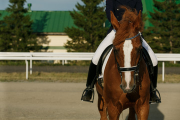 Obraz premium Unknown rider in action on a dressage horse. An abstract shot of a horse during a competition.Lovely girl jockey sitting in the saddle on a horse shooting close-up. 